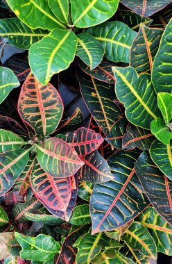 çok renkli croton yaprakları. codiaeum petra, tropikal bitkiler