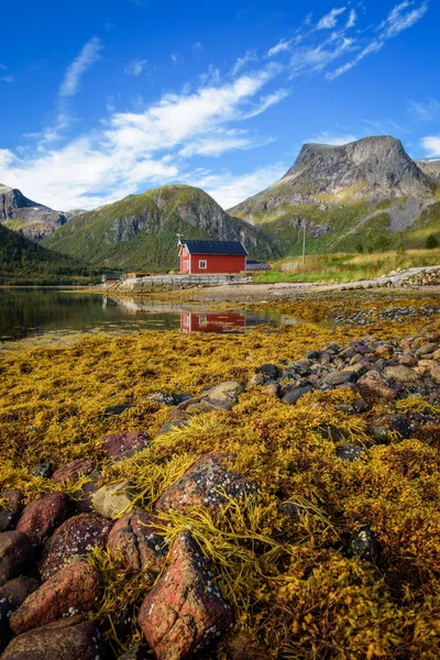 Taşlar ve Lofoten Adaları Norveç'te bir kumsalda üzerinde deniz yosunu — Stok fotoğraf
