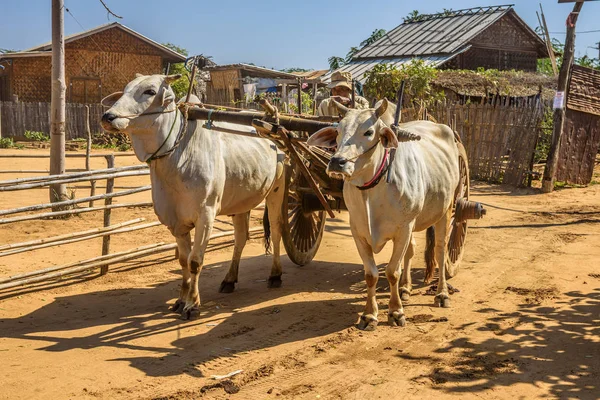 Alter burmesischer Bauer auf einem Ochsenkarren in bagan — Stockfoto
