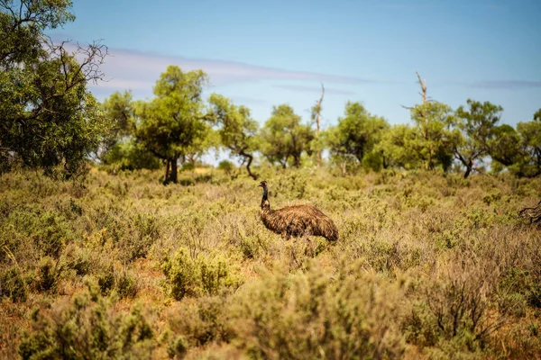 Australische emu wandelen in Mungo Nationaal Park, Australië — Stockfoto