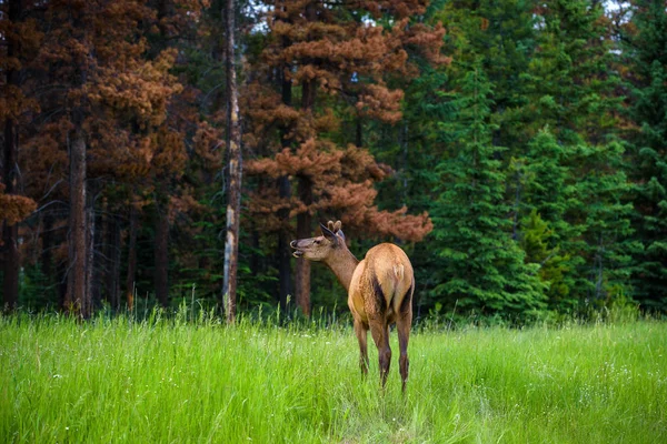 Mladý muž Elk v národním parku Banff, Alberta, Kanada — Stock fotografie