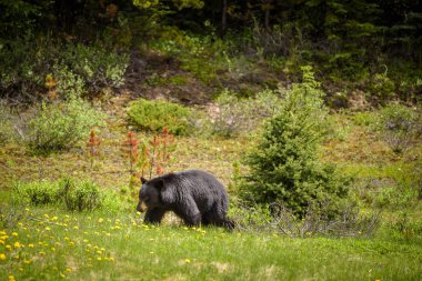 Siyah ayı ormanlarda Banff ve Jasper National Park, Amerika Birleşik Devletleri