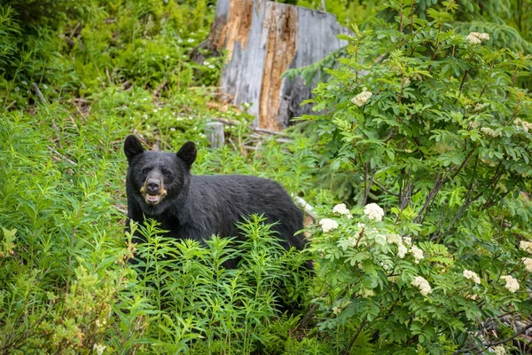 Zwarte beer in bossen van Banff en Jasper National Park, Verenigde Staten — Stockfoto