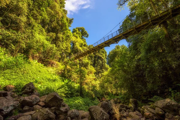 Dorrigo Milli Parkı, Avustralya'nın yağmur ormanlarında yaya köprüsü — Stok fotoğraf