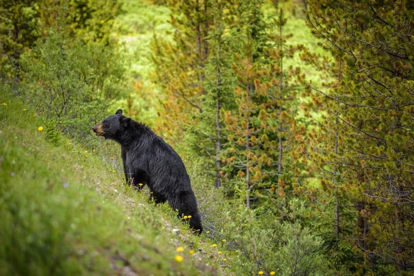 Ours noir dans les forêts du parc national Banff et Jasper, Canada — Photo