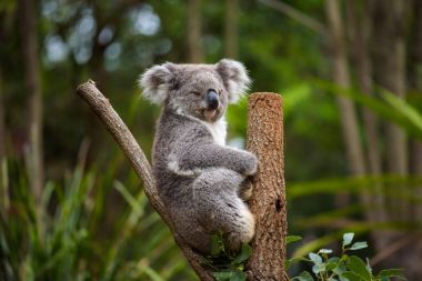 Koala Okaliptüs ağacı Avustralya üzerinde