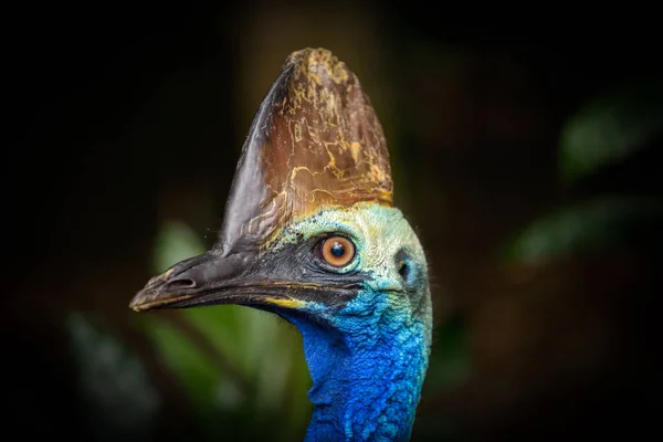 Portrét southern cassowary — Stock fotografie