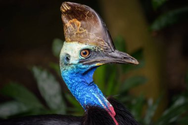 Güney cassowary portresi