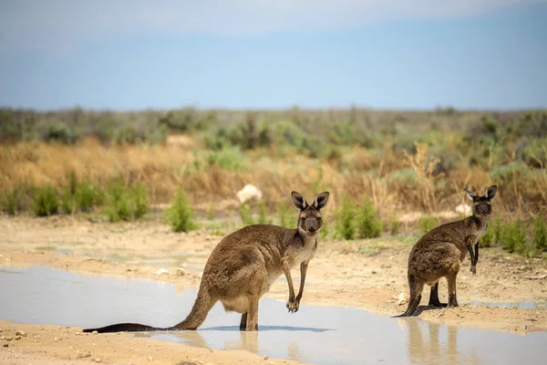 Dos canguros se enfrían en el Parque Nacional Mungo —  Fotos de Stock