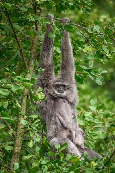 Silvery gibbon with a newborn — Stock Photo, Image