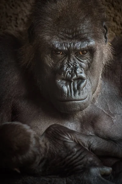 Angry-looking Gorilla with a  baby — Stock Photo, Image