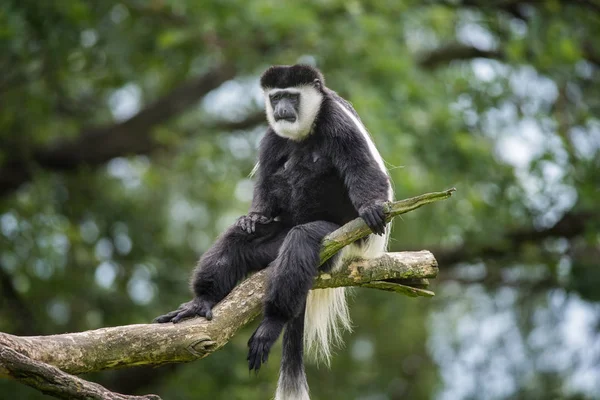 Guereza con manto en un árbol —  Fotos de Stock