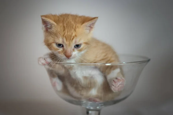 Gatinho em copo de vidro — Fotografia de Stock