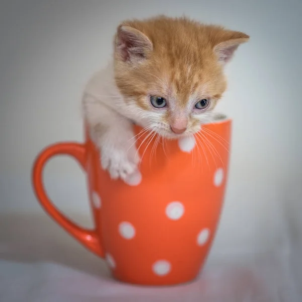 Gatito en taza naranja — Foto de Stock