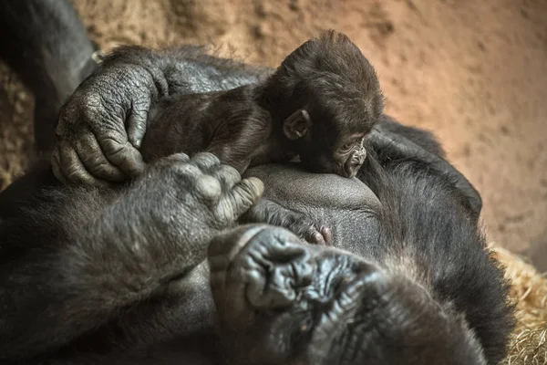 Gorilla breastfeeding its baby — Stock Photo, Image