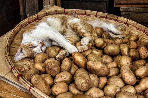 Gato dormindo em uma cesta de batatas — Fotografia de Stock