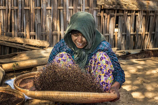 Agricultor birmanês mulher debulha milho — Fotografia de Stock