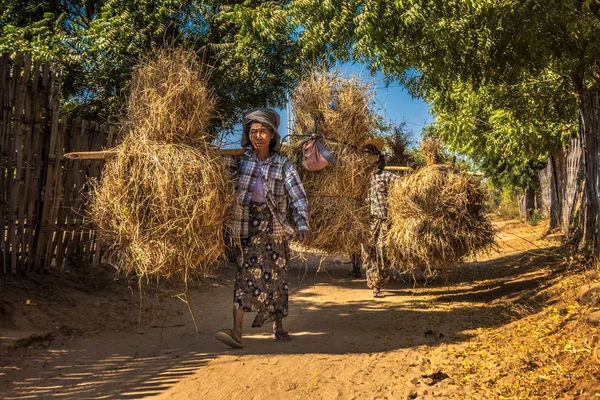 Burmesische Bauern tragen Heu auf dem Rücken — Stockfoto