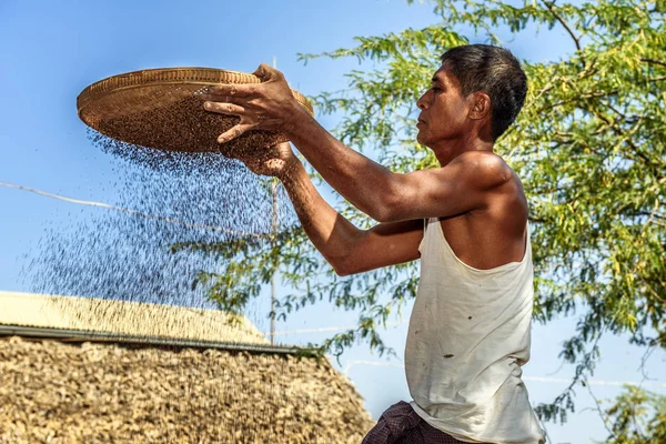 Birmański rolnik sifts ziarna — Zdjęcie stockowe