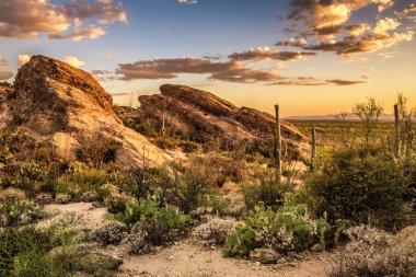 Günbatımı Javelina kayalar Saguaro Milli Parkı'nda üzerinde