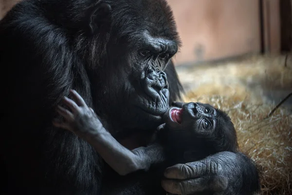 Gorilla and its baby — Stock Photo, Image