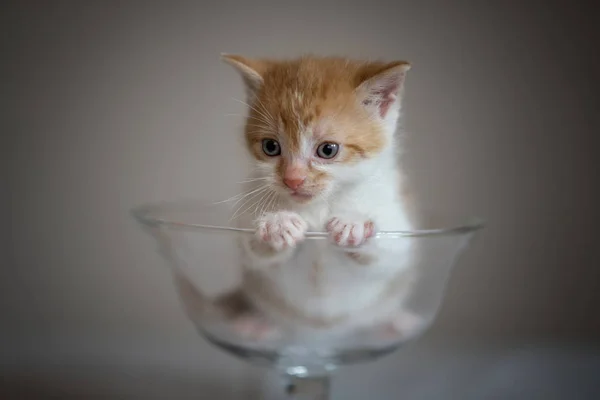 Gatinho em copo de vidro — Fotografia de Stock