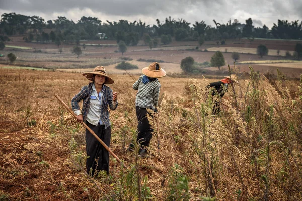 Unga kvinnliga jordbrukare som arbetar i ett område — Stockfoto