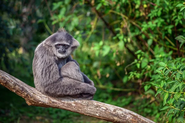 Silvery gibbon also known as Hylobates moloch — Stock Photo, Image