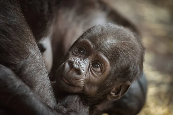 Bebê de um gorila de planície ocidental — Fotografia de Stock