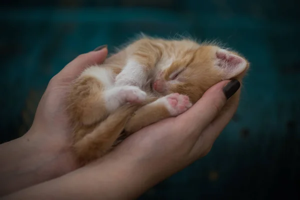 인간의 손에서 고양이 — 스톡 사진