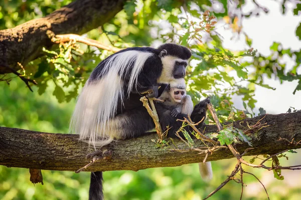 Guereza con manto y su bebé —  Fotos de Stock