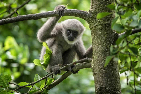 Joven gibón plateado — Foto de Stock