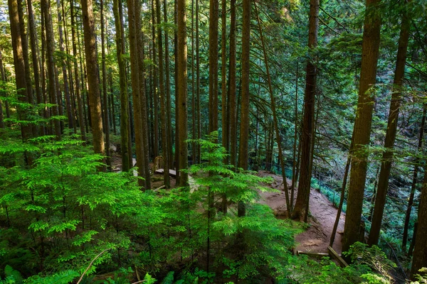 Parco Lynn Canyon a Vancouver — Foto Stock