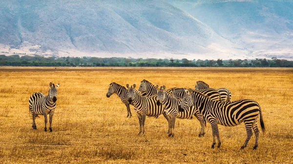 Manada de cebras en el cráter de Ngorongoro — Foto de Stock