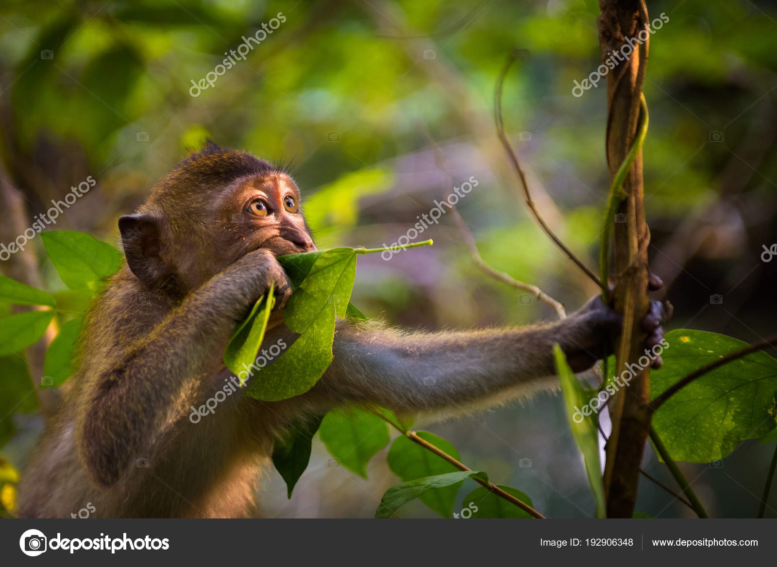 Portrait Dun Singe Macaque Drôle En Thaïlande