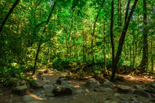 Lynn Canyon park in Vancouver — Stock Photo, Image