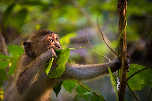 Retrato de un mono macaco divertido en Tailandia —  Fotos de Stock