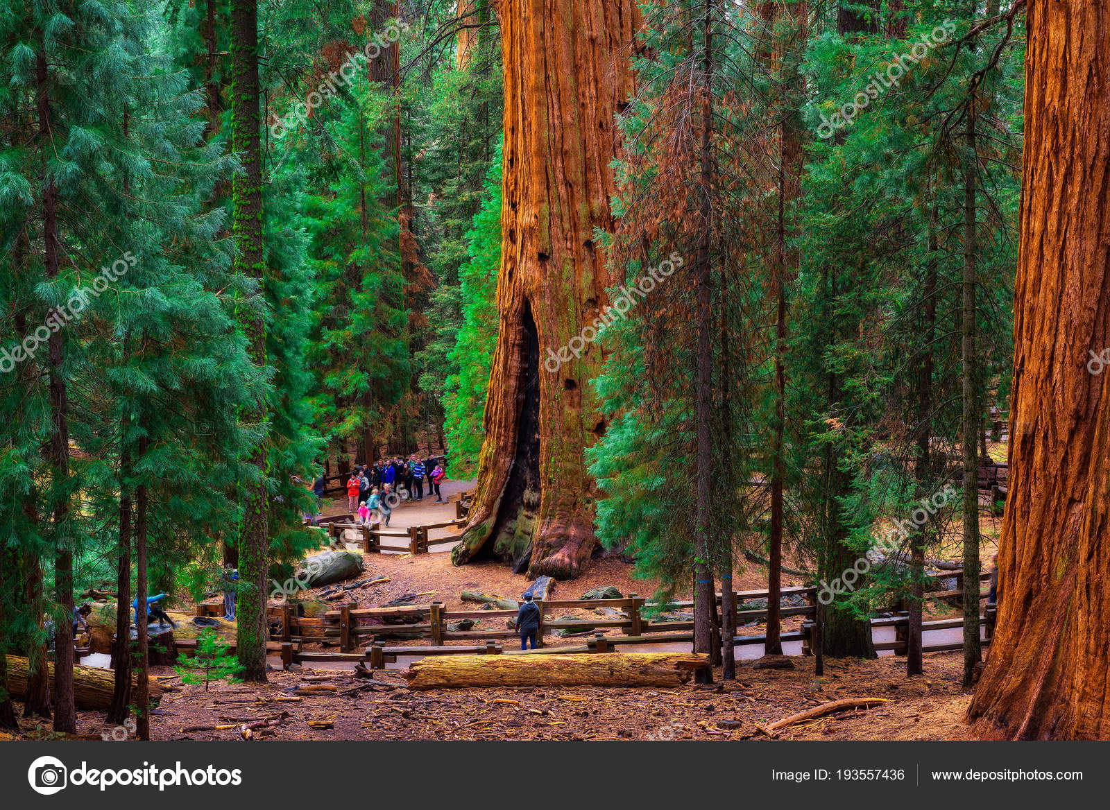 美景不分国界，2017再闯美西之：美国红杉树国家公园（Sequoia National Park） - 美国游记攻略【携程攻略】