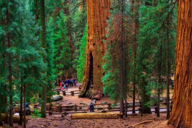 Group of tourists by a giant sequoia tree clipart