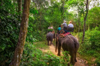 Turist Tayland'da filler sürme