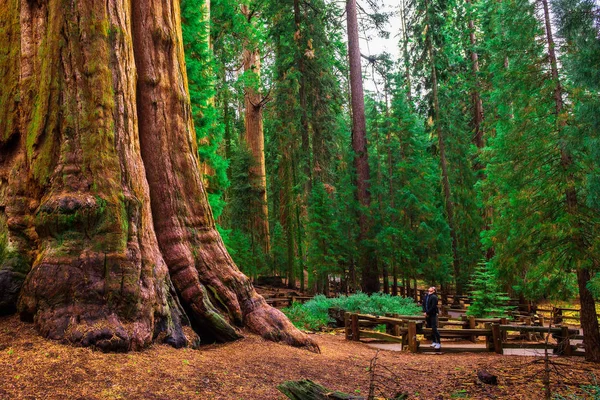 Turista alza lo sguardo su un albero di sequoia gigante — Foto Stock