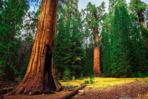 Bosque gigante de Sequoia en California — Foto de Stock