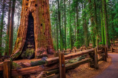Eski General Sherman Tree Sequoia Ulusal Parkı'nda