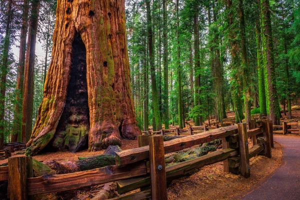 Ancien général Sherman Tree dans le parc national Sequoia — Photo