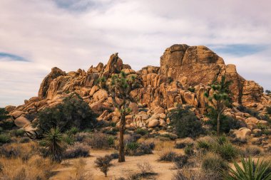 Joshua Tree Milli Parkı'nda çöl izi,
