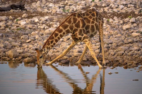 Żyrafa pije wodę o wschodzie słońca w Parku Narodowym Etosha, Namibia — Zdjęcie stockowe