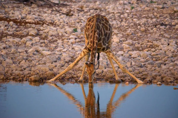 La jirafa bebe agua al amanecer en el Parque Nacional Etosha, Namibia — Foto de Stock