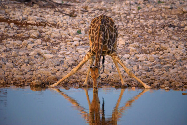 Giraffe drinks water at sunrise in Etosha National Park, Namibia