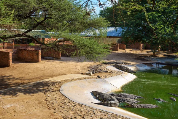 Crocodilos relaxando em um lago artificial na fazenda de crocodilos na Namíbia — Fotografia de Stock