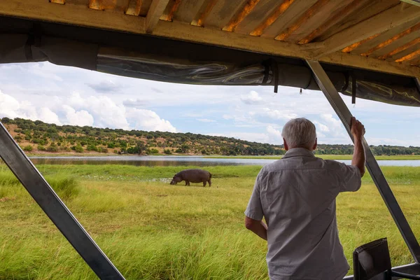 Turista observa um hipopótamo ao longo do rio Chobe, Botsuana, África — Fotografia de Stock